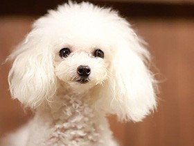 ドッグランでお友達と遊んだよ　トイプードルの「あいす」