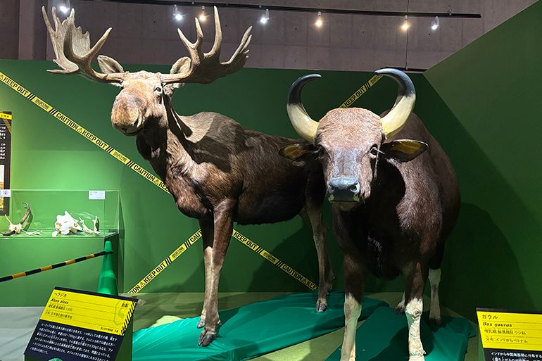 巨大標本にワクワク グッズも楽しい特別展「超危険生物展 科学で挑む