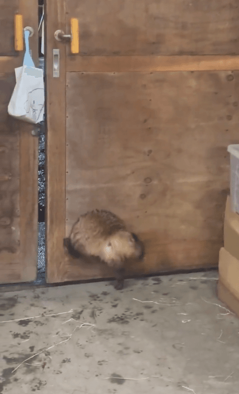 穴から抜けなくなったたぬき、その結末とは…？（提供：真駒内乗馬クラブ(札幌)さん）