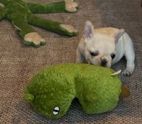 まだ小さかったころのきなこちゃん（提供：@uchinokinasanさん）