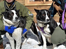 クマ撃退、ベアドッグ増やそう　軽井沢で繁殖計画スタート