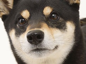 互いに心地よい柴犬との距離のはかり方③