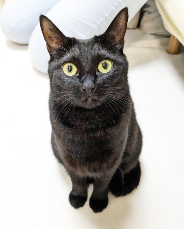 保護当時、1歳のころ。今より小柄だったクロちゃん（画像提供：ぺぺ太さん）