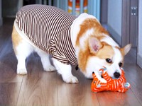 誕生日プレゼントで遊ぶぱんちゃん（画像提供：ぱん コーギーさん）