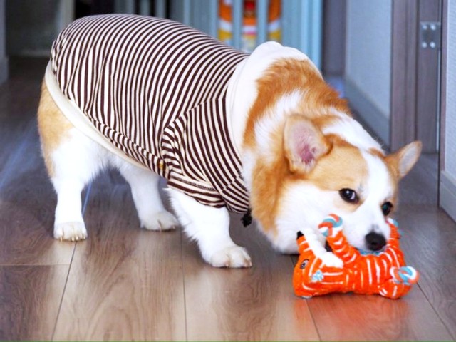 誕生日プレゼントで遊ぶぱんちゃん（画像提供：ぱん コーギーさん）