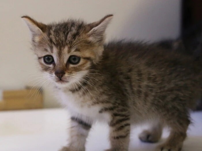 家にきたころの「にゃんこ先生」