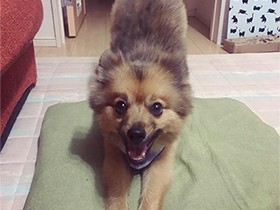 ポメラニアン「白砂」、ヨガの“犬のポーズ”でキメ！　