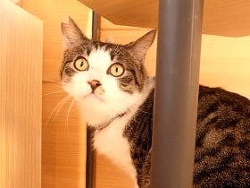 神戸の中心街、バスの中で保護猫とふれ合える譲渡会