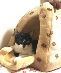 新しいベッドにMeiちゃんが入ると、すぐに真似して入った