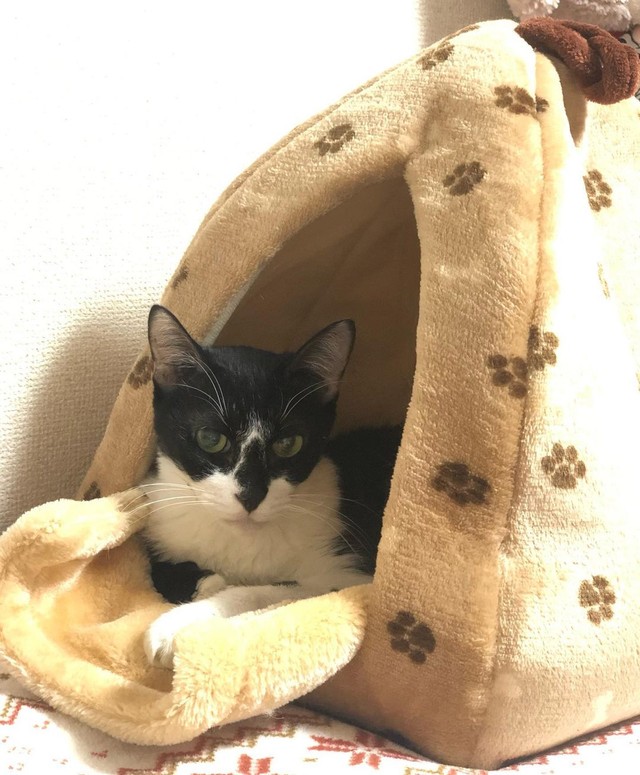 新しいベッドにMeiちゃんが入ると、すぐに真似して入った