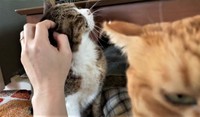 目の前にいる飼い主さんが自分に集中していないことに薄々気づいているマナくん（コンドリア水戸さん提供、Twitterよりキャプチャ撮影）