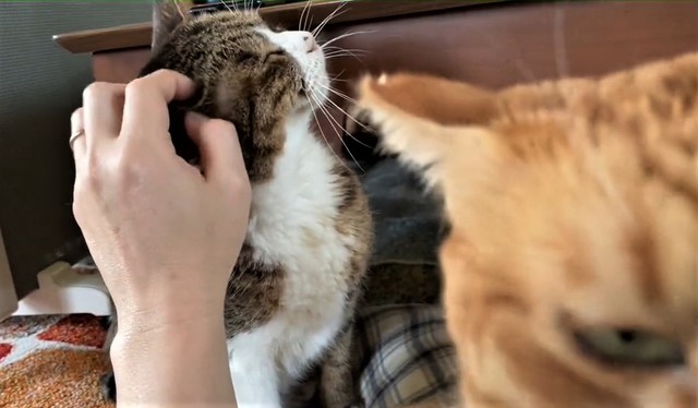 目の前にいる飼い主さんが自分に集中していないことに薄々気づいているマナくん（コンドリア水戸さん提供、Twitterよりキャプチャ撮影）