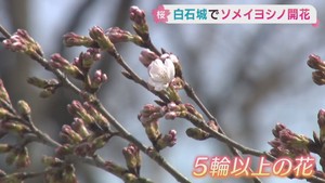 宮城・白石城でソメイヨシノが開花　仙台の開花発表はおあずけ