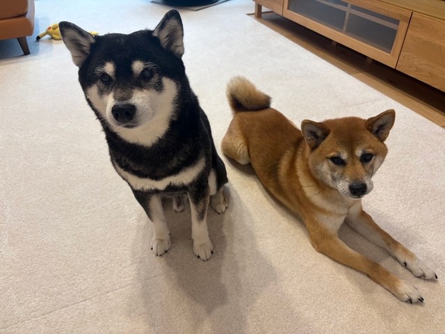 柴犬に限らず、「想定外は起きるもの。向き合う覚悟があるかどうかを考えて」とepiさん（画像提供：epiさん）