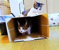 新入り猫・ゴローちゃん（上）とサブちゃん（下）（画像提供：KIYOKOさん）