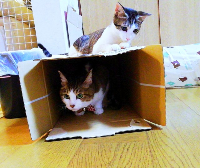 新入り猫・ゴローちゃん（上）とサブちゃん（下）（画像提供：KIYOKOさん）