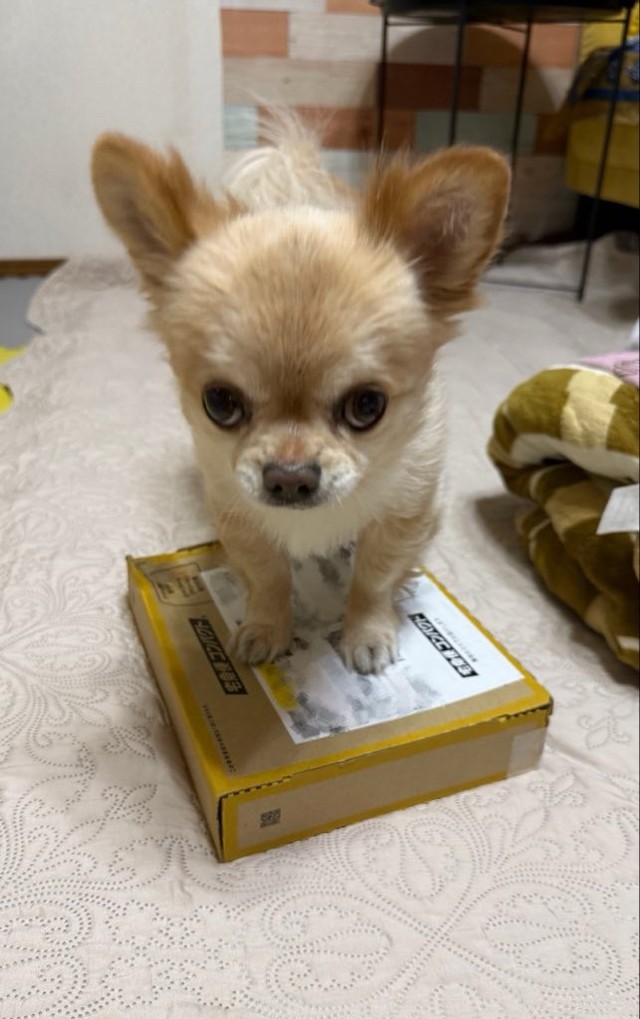 宅配物を毎回キレながら守っているてんくん（提供：てん（６）さん）