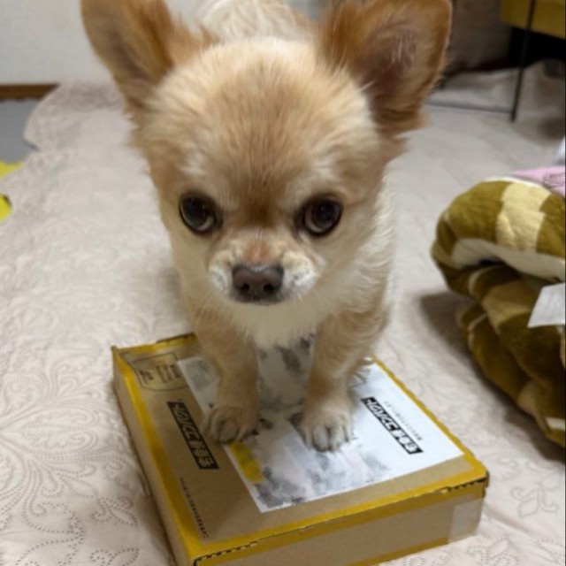 宅配物を毎回キレながら守っているてんくん（提供：てん（６）さん）