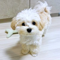 人懐こく元気いっぱい！ つぶらな瞳が愛らしいぽてとくん（画像提供：マルプーのぽてとさん）