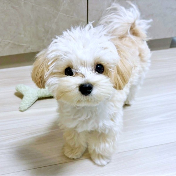 人懐こく元気いっぱい！ つぶらな瞳が愛らしいぽてとくん（画像提供：マルプーのぽてとさん）