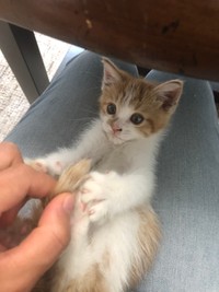 家に来た頃は手のひらにすっぽり収まるサイズだった