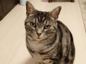 アメリカンショートヘアの「ナイト」　かわいらしい“好き好きまばたき”中　