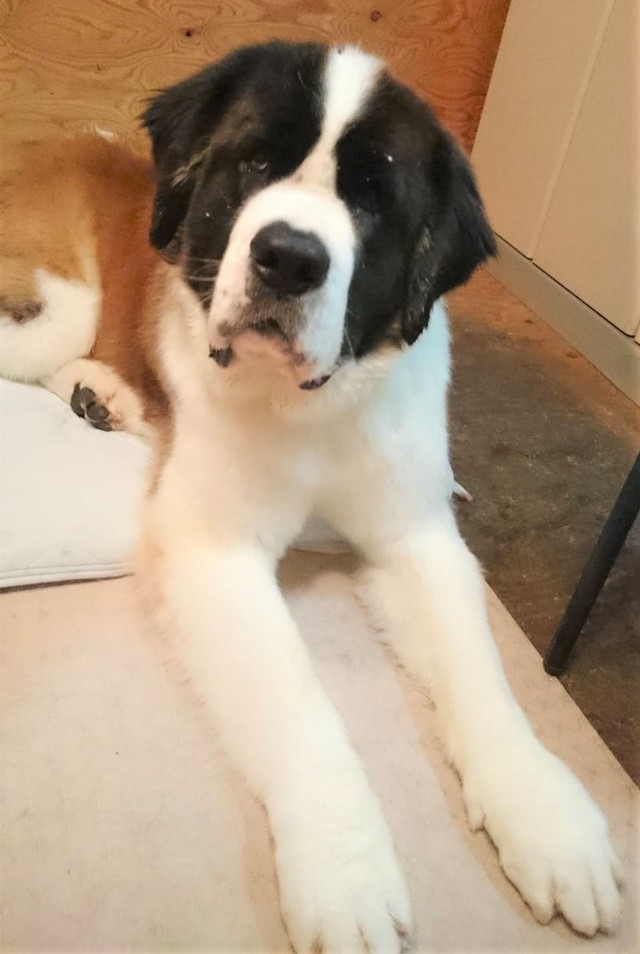 保護施設から迎えられたジンジャーくん。この時は3歳ぐらいです