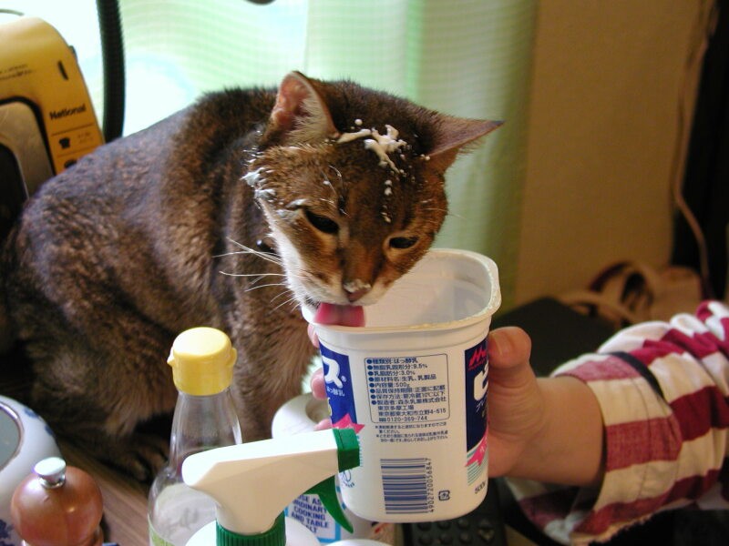 容器に頭を突っ込むのもいとわなかった、初代ヨーグルトモンスター、アーサー。