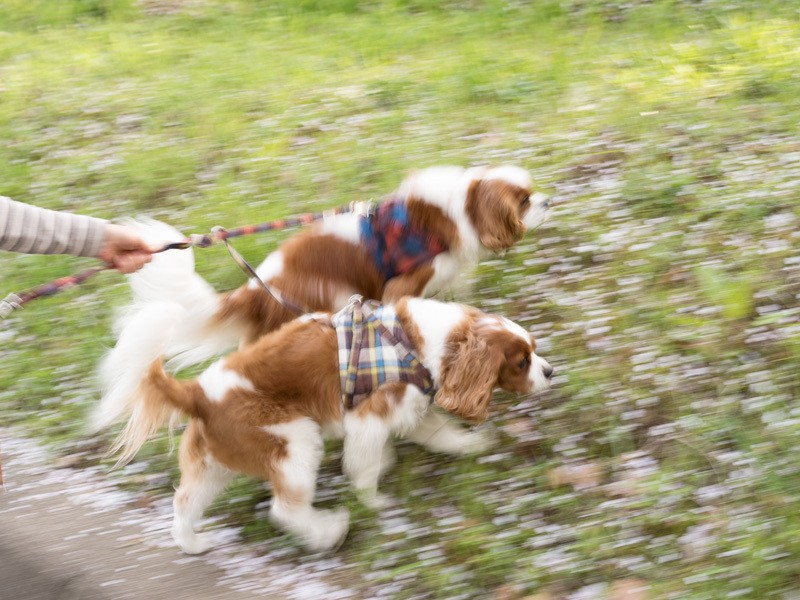 「お母さんを土手の上まで引っ張り上げよう！」（小林写函撮影）