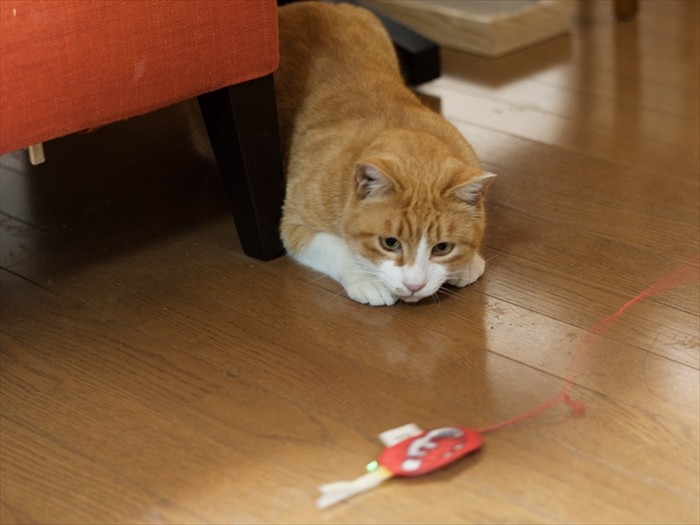 「この魚、飛びついたところで食えないんじゃないか」（小林写函撮影）