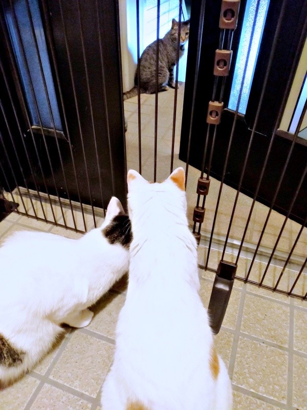 玄関ドアの向こうにいるちあきさん、じっと見る先住猫の（左から）めるくん、りんごさん（画像提供：青い人さん）