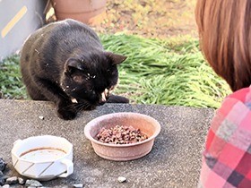 野良猫の餌やりは悪なの？「禁止」条例が独り歩き、トラブルも