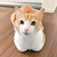 香箱座りで飼い主さんを見つめるチョロすけくん（画像提供：まめたろさん）