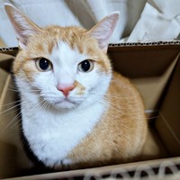 箱にすっぽり入ったみやびちゃん（画像提供：ふみさん）