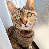 窓辺でニャルソックするたまちゃん（画像提供：にゃんこ先生さん）