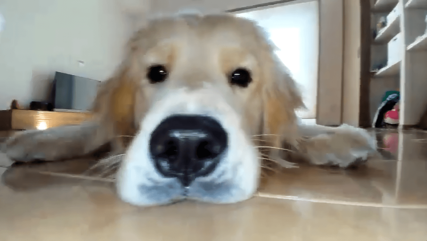 ロボット掃除機をのぞき込むワンちゃん