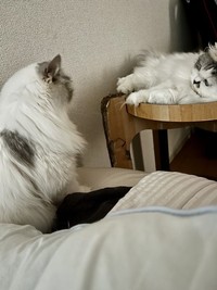 過去には、ベッドをめぐる争いが起きたことも