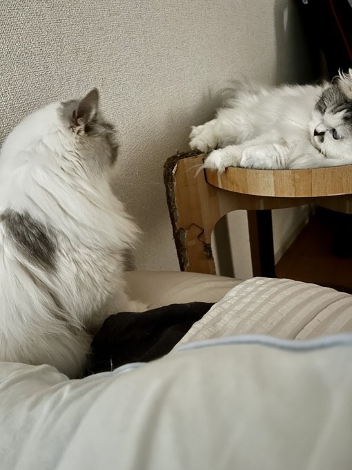 過去には、ベッドをめぐる争いが起きたことも