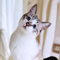 首をかしげるポーズが愛らしいミントちゃん（画像提供：ぴえん猫ミントさん）