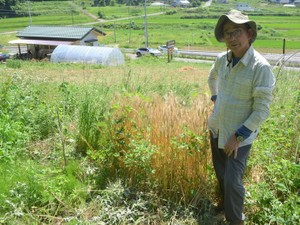 不耕起栽培（耕さない農業）の起源、実は日本？それでも普及しない事情と変革者の思い