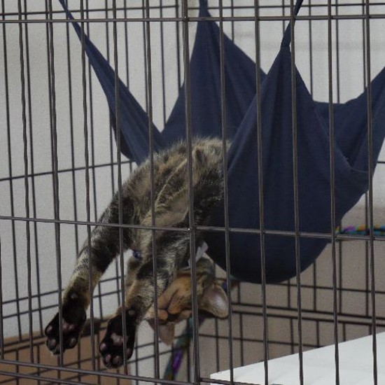 家に来た頃、ケージ内でハンモックをうまく使い、“イナバウワーへそ天”をしたはっぴー