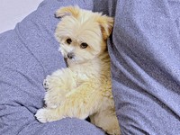 「今日は布団から出ません」アピールがわかりやすいちくわくん（画像提供：ちくわ君 シーポメさん）