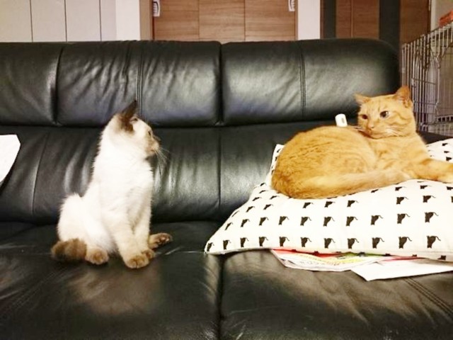 先住のねねちゃんをじっと見つめるルシウスくん（画像提供：だぬ彦さん）