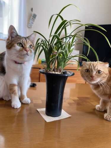 普段のこむぎとらむね