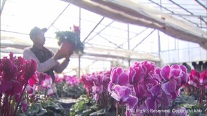 シクラメンの出荷が盛ん　クリスマスやお歳暮用　宮城・涌谷町