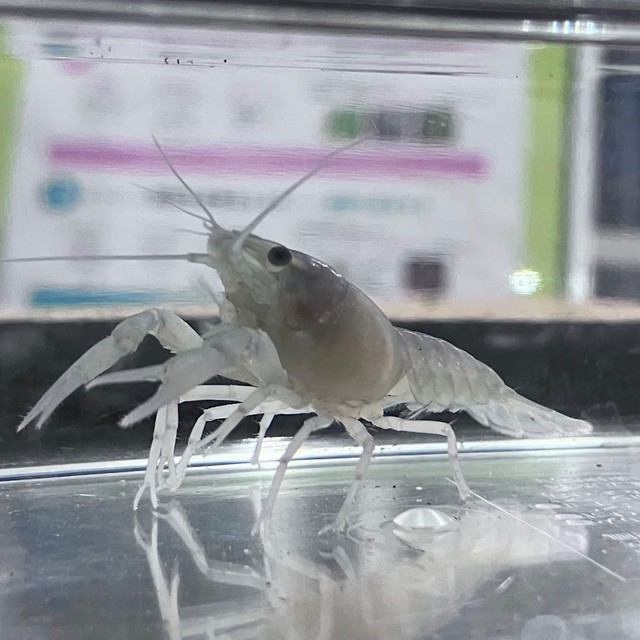 白いアメリカザリガニ　提供：人と科学の未来館サイピア