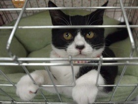 コロナ対応　sippoオンライン譲渡会３日13時から緊急開催