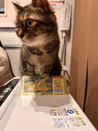 招き猫になれるかな＝mikaさん（@mika_ko0904）提供