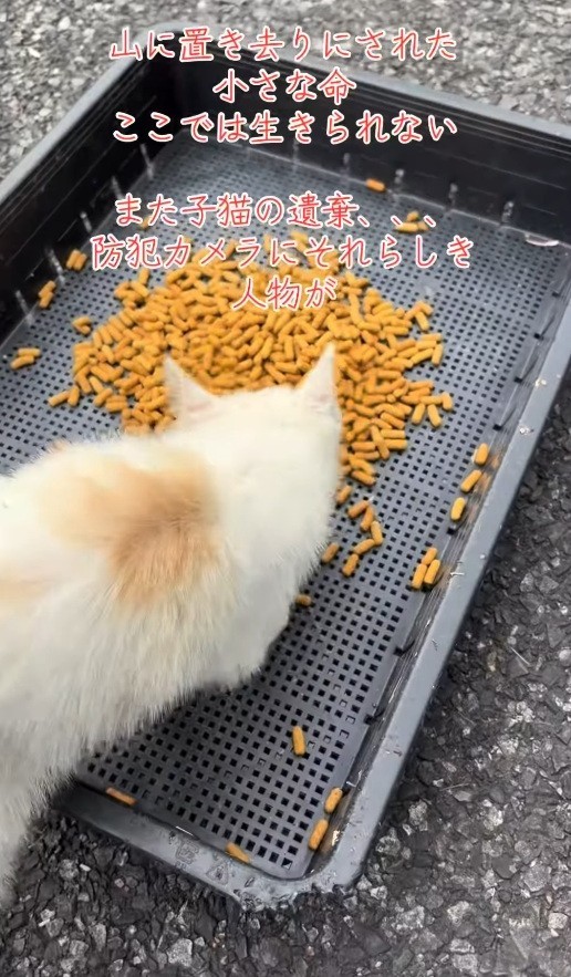 とてもお腹がすいていたよう。栄養状態も良くなかったという（「保護猫ちゃろこ」さん提供、Instagramよりキャプチャ撮影）