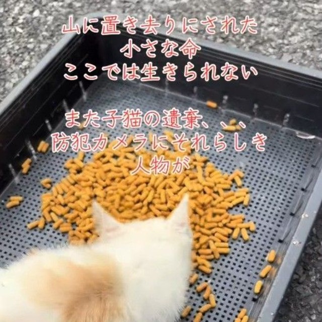とてもお腹がすいていたよう。栄養状態も良くなかったという（「保護猫ちゃろこ」さん提供、Instagramよりキャプチャ撮影）